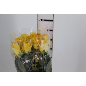 ROSA DEJA VU 060 CM ESTUFA