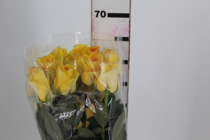 <h4>ROSA DEJA VU 060 CM ESTUFA</h4>