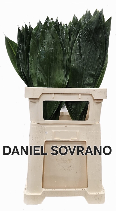 <h4>ASPID ELATIOR</h4>