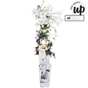 Clematis Forsteri Avalanche 15Ø 65cm