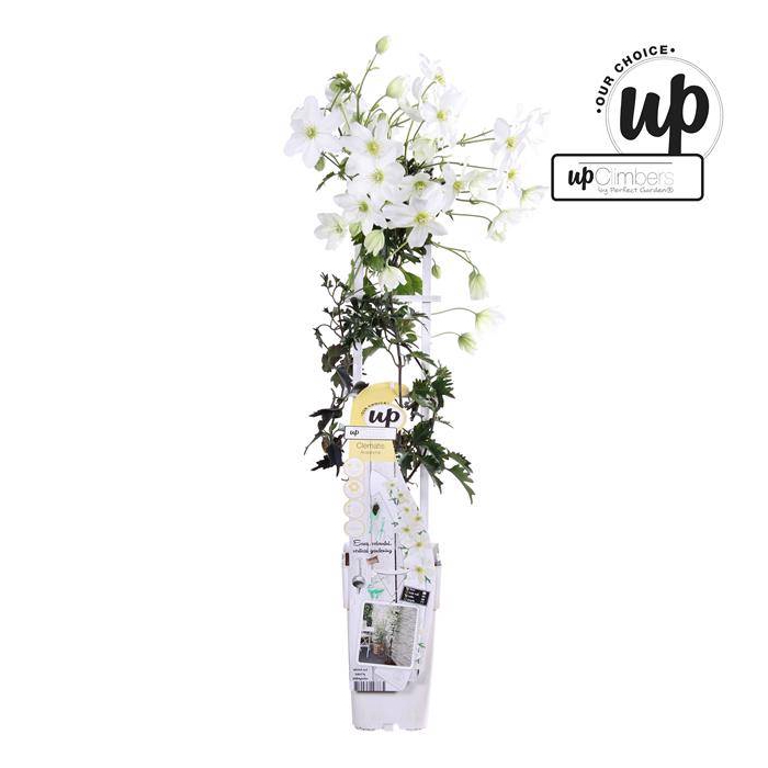 <h4>Clematis Forsteri Avalanche 15Ø 65cm</h4>
