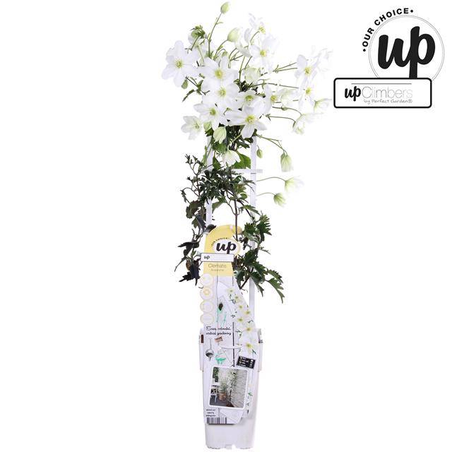 Clematis Forsteri Avalanche 15Ø 65cm