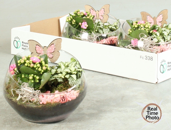 <h4>ARR KAMERPL</h4>