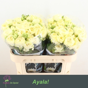 R TR AYALA!