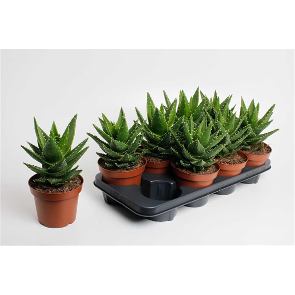 <h4>Aloe perfoliata</h4>