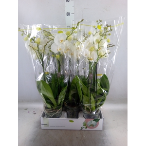 Phalaenopsis   ...white