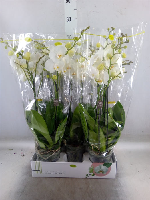 <h4>Phalaenopsis   ...white</h4>
