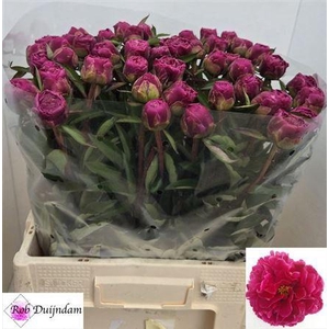 Paeonia L Louis Van Hou