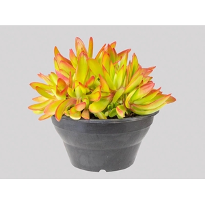 SUCULENTAS CRASSULA CAPITELLA CAMPFIRE C21