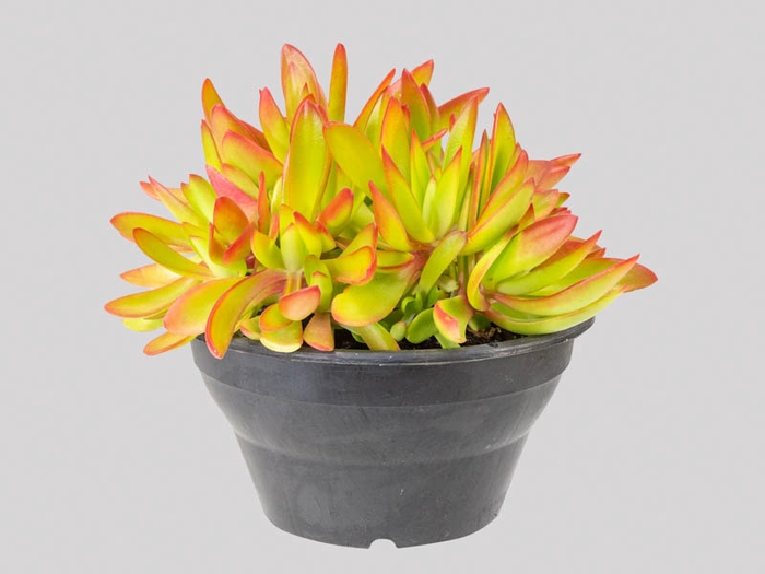 <h4>SUCULENTAS CRASSULA CAPITELLA CAMPFIRE C21</h4>