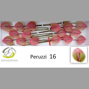 ANTH A PERUZZI