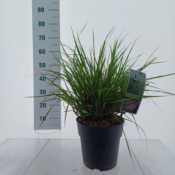 <h4>Pennisetum alopecuroides</h4>