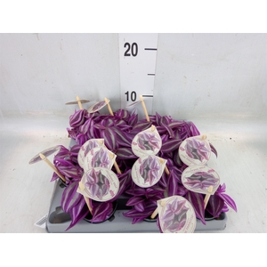 Tradescantia   ...