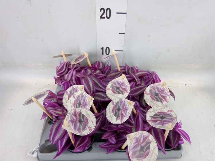 <h4>Tradescantia   ...</h4>