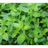 Thymus vulgaris