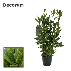 Laurus nobilis Struik