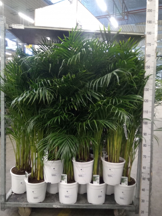 <h4>Dypsis lutescens   ...Chrysalidoca</h4>