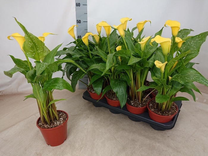 <h4>ZANT SUNCLUB</h4>