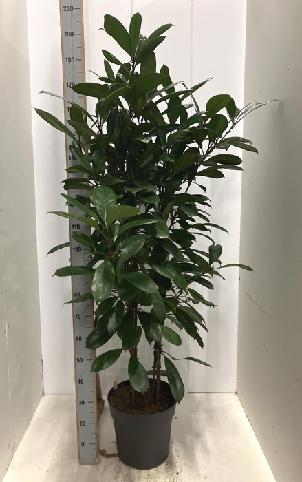 <h4>FICUS CYATHISTIPULA</h4>