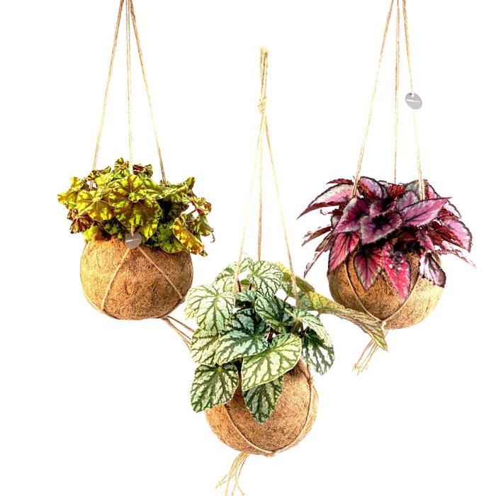 <h4>Kokodama 17 cm Begonia Colour mix</h4>