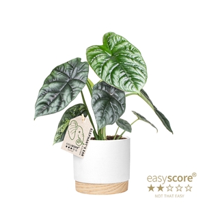 ALOCASIA SINUATA P12 WOODBASE