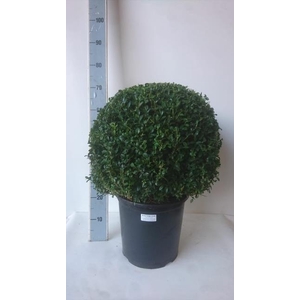 BUXU SEMPERVIRENS