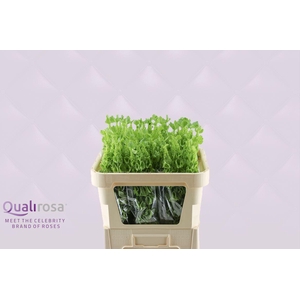 Molucella -in box