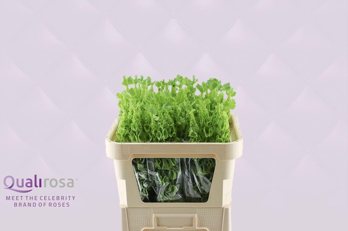 <h4>Molucella -in box</h4>