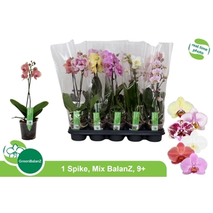 PHAL GEM