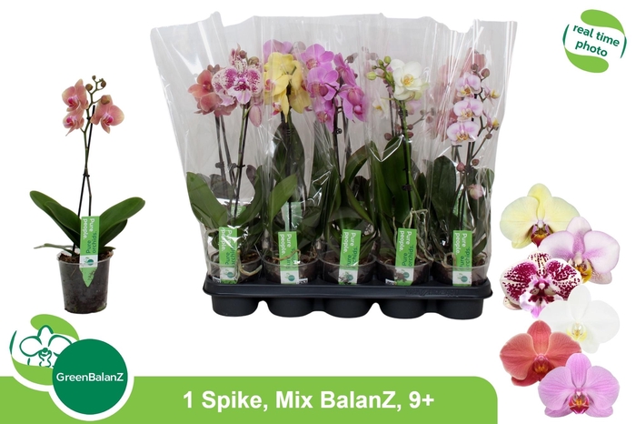 <h4>PHAL GEM</h4>