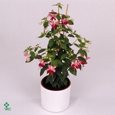 Fuchsia Paula Jane 19Ø 80cm