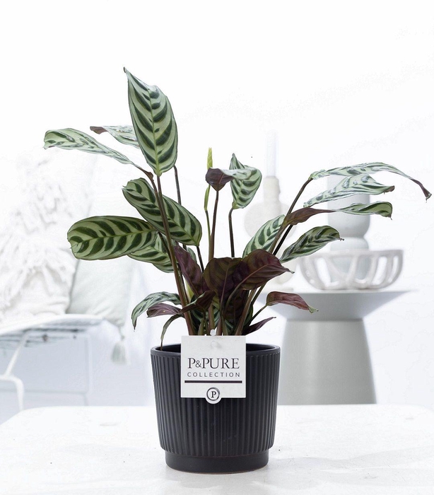 <h4>Ctenanthe Burle Marxii in P&PURE Liv ceramics matt black</h4>