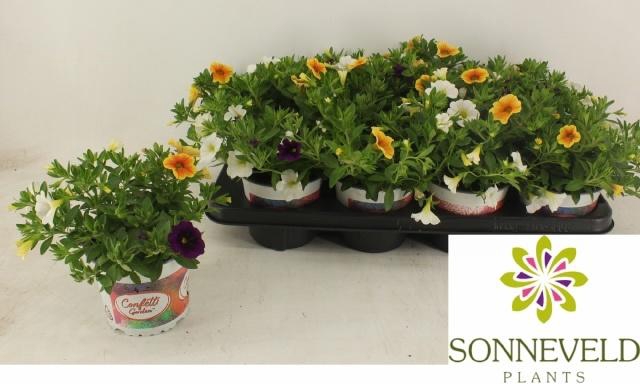 <h4>CALIB C G HAW TRIO</h4>