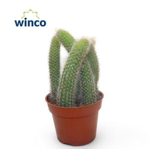 Hildewinteria Colademoninis