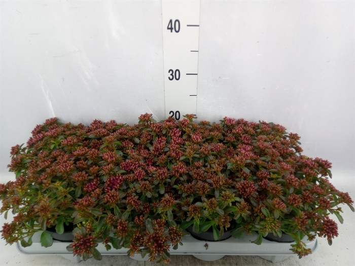 <h4>Sedum spurium 'Spot on deep Rose'</h4>