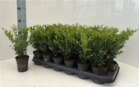 <h4>Ilex Crenata</h4>