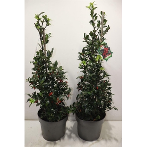 Ilex Mes Blue Maid