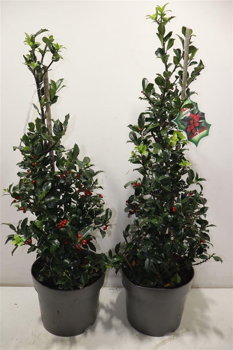 <h4>Ilex Mes Blue Maid</h4>