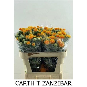 Carth T Zanzibar