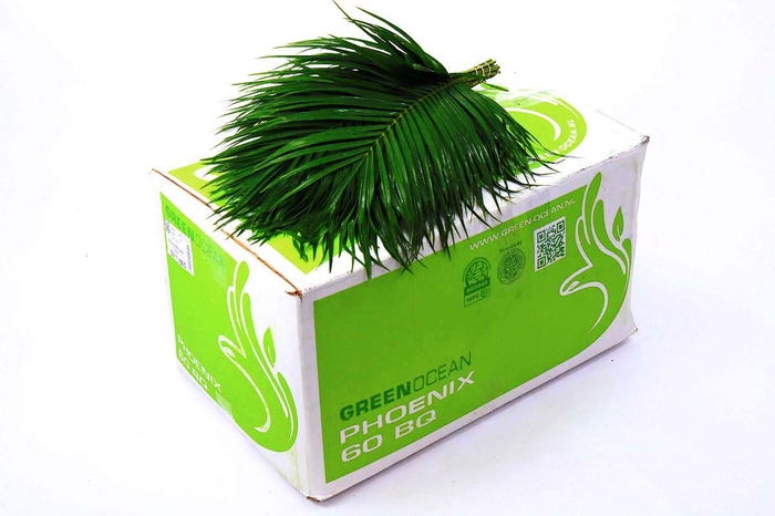 <h4>Phoenix BQ Green Ocean</h4>