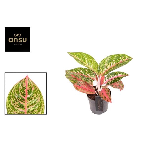 <h4>Aglaonema Red Reflections</h4>