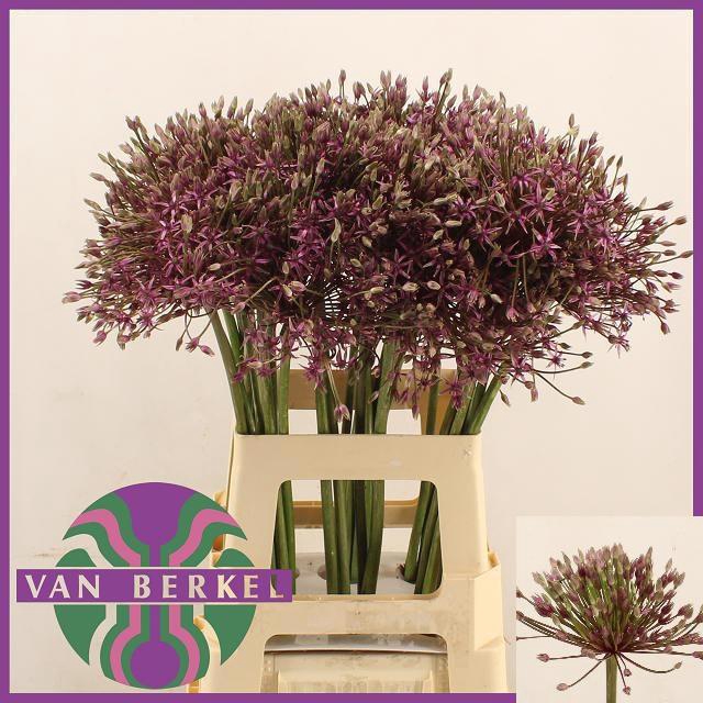 <h4>ALLIUM SPIDER</h4>