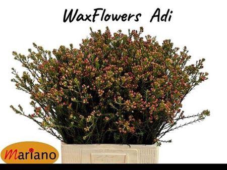 <h4>Chame Adi Red Knop 70cm</h4>