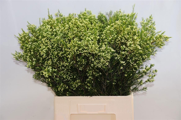 <h4>CHAME UN EVE</h4>