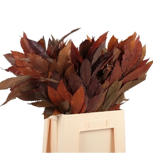 Kastanjeblad Herfst preserved