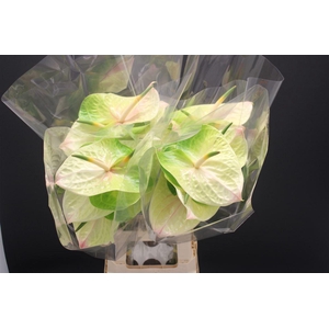 Anthurium Lucardi