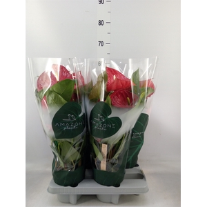 Anthurium andr. 'Nevada'