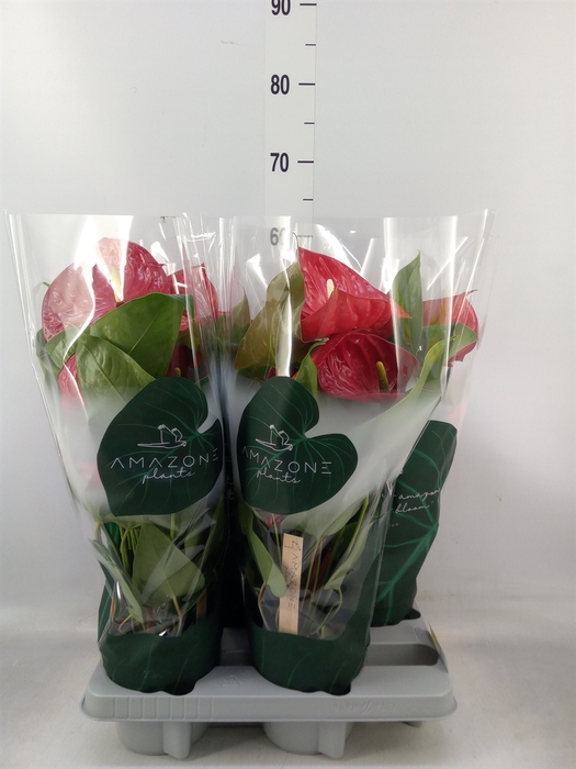 <h4>Anthurium andr. 'Nevada'</h4>