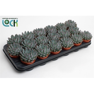 Echeveria overig zonder bloem