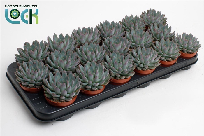 <h4>Echeveria overig zonder bloem</h4>